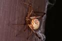 Latrodectus_hasselti_D3413_Z_90_E. of Nuendah homestead_Australie